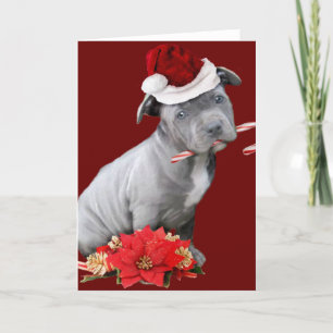Cartes Pour Fêtes Annuelles Chiot de Noël Pitbull
