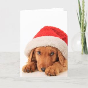 Cartes Pour Fêtes Annuelles Chiot De Noël Portant Un Chapeau De Père Noël