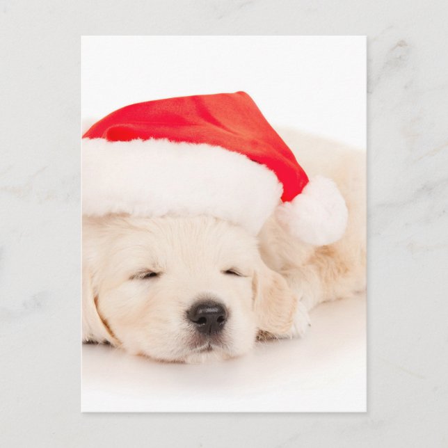 Cartes Pour Fêtes Annuelles Chiot de père Noël Golden Retriever (Devant)