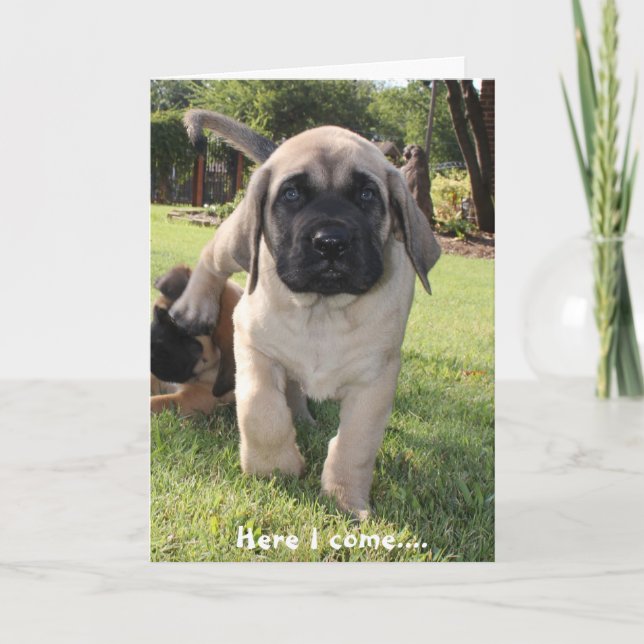 Cartes Pour Fêtes Annuelles Chiot mastiff venant vous souhaiter un v-day heure (Devant)