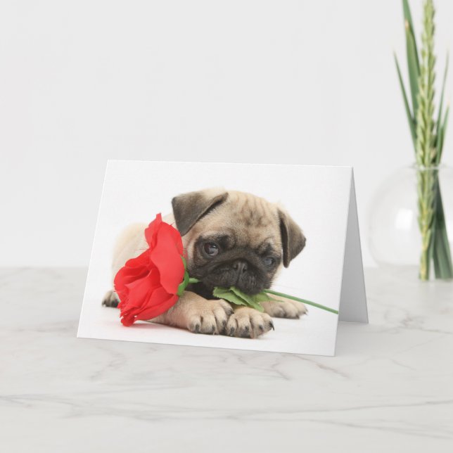 Cartes Pour Fêtes Annuelles Chiot mignon de carlin avec le rose rouge (Devant)