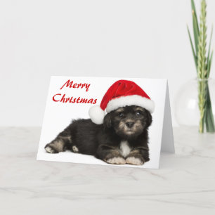 Cartes Pour Fêtes Annuelles Chiot mignon de Havanese de Noël