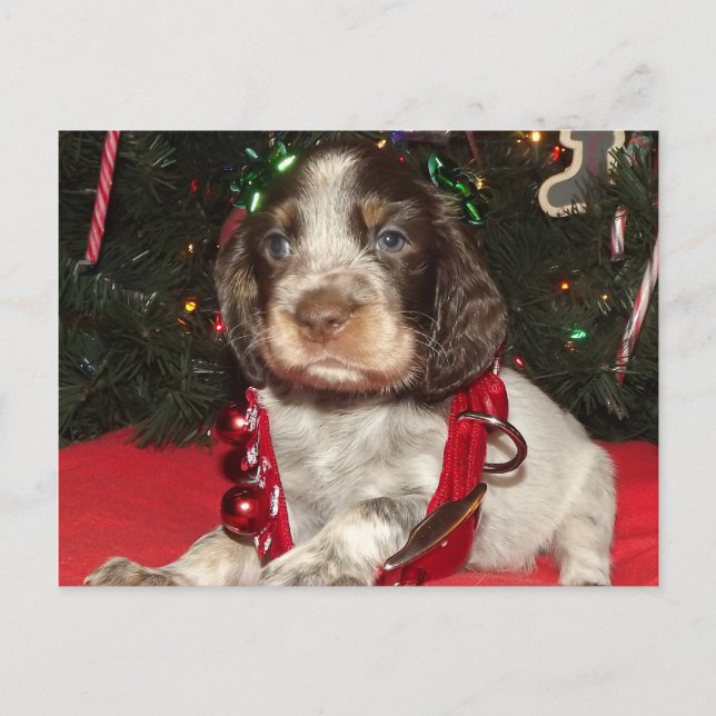 Cartes Pour Fêtes Annuelles Chiot rouan de Noël d'épagneul de springer anglais (Devant)