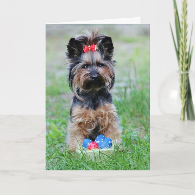 Cartes Pour Fêtes Annuelles Chiot Yorkie Avec Oeufs De Pâques (Devant)