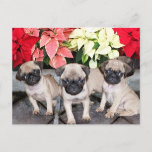Cartes Pour Fêtes Annuelles Chiots carlins de Noël
