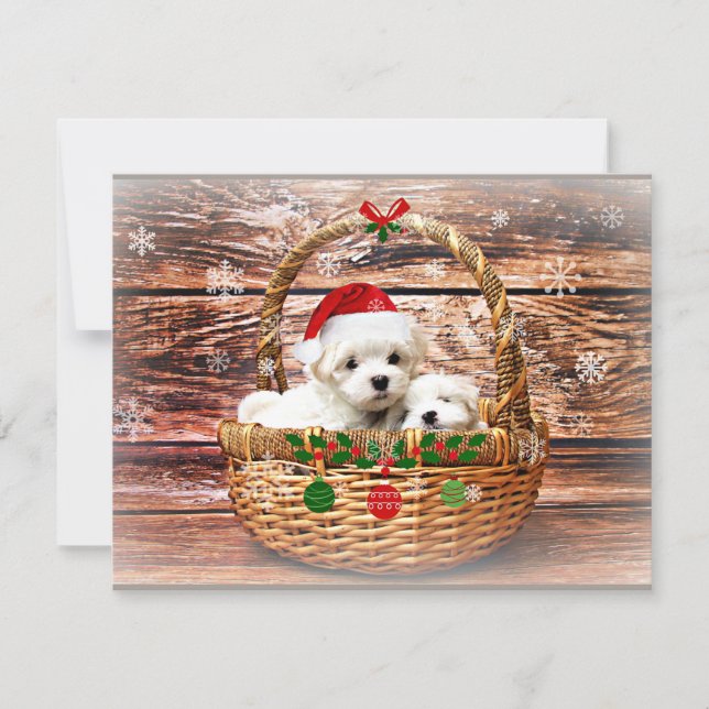 Cartes Pour Fêtes Annuelles Chiots de Noël maltais (Devant)