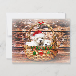 Cartes Pour Fêtes Annuelles Chiots de Noël maltais