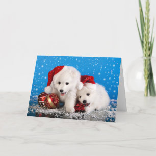 Cartes Pour Fêtes Annuelles Chiots de Noël White Pomeranian Spitz