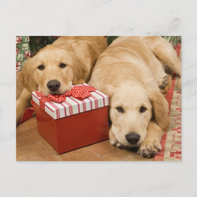 Cartes Pour Fêtes Annuelles Chiots de repérage d'or avec cadeau de noël (Devant)