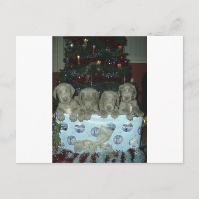 Cartes Pour Fêtes Annuelles Chiots de Weimaraner de Noël (Devant)