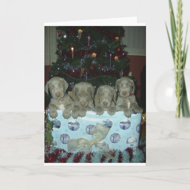Cartes Pour Fêtes Annuelles Chiots de Weimaraner de Noël (Devant)