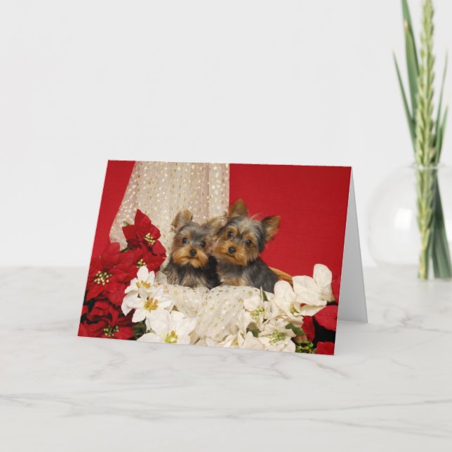 Cartes Pour Fêtes Annuelles Chiots de Yorkie avec Poinsettias (Devant)