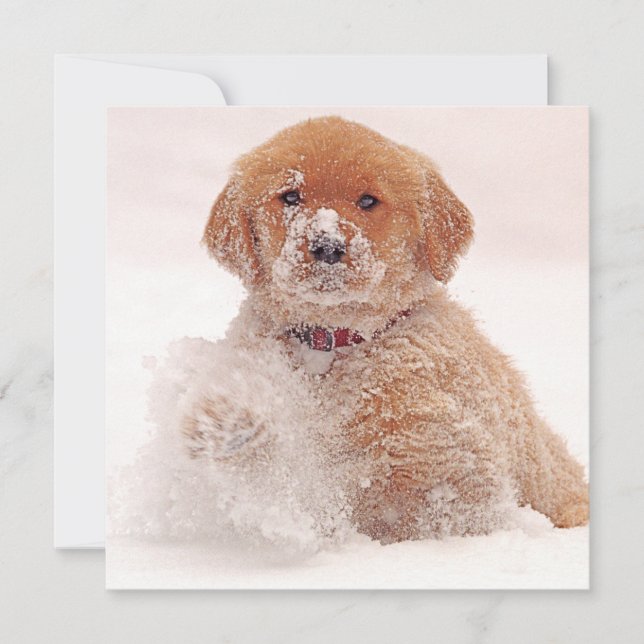 Cartes Pour Fêtes Annuelles Chiots Golden Retriever Jouant dans la Neige (Devant)