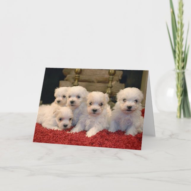 Cartes Pour Fêtes Annuelles Chiots maltais de Noël (Devant)