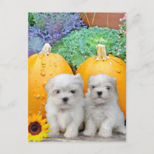 Cartes Pour Fêtes Annuelles Chiots maltais de Thanksgiving