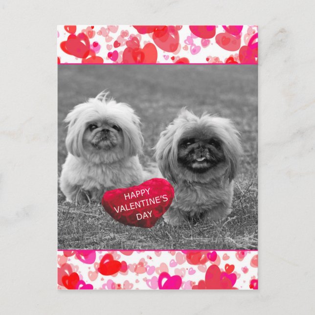 Cartes Pour Fêtes Annuelles Chiots Pekingese souhaitant Heureuse Sainte-Valent (Devant)