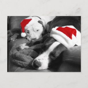 Cartes Pour Fêtes Annuelles chiots pitbull de noël endormis adorables père noë