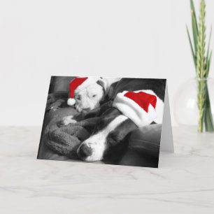 Cartes Pour Fêtes Annuelles chiots pitbull de noël endormis adorables santa