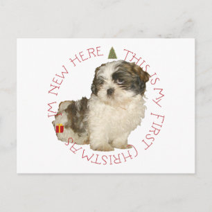 Cartes Pour Fêtes Annuelles Chiots Shih Tzu Premier Noël