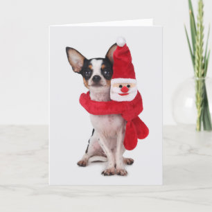 Cartes Pour Fêtes Annuelles Chiwawa avec la poupée du père noël