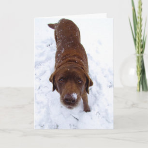 Cartes Pour Fêtes Annuelles Chocolat Labrador dans la neige