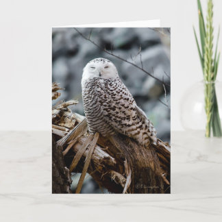 Cartes Pour Fêtes Annuelles Chouette des neiges