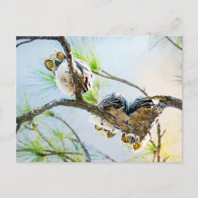 Cartes Pour Fêtes Annuelles Chouettes Bébé mignonnes Vide Toutes les occasions (Devant)