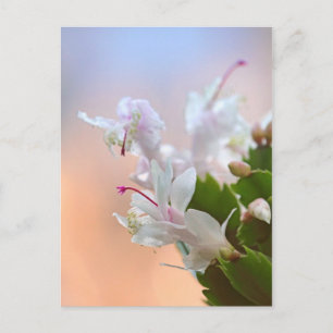 Cartes Pour Fêtes Annuelles Christmas Cactus