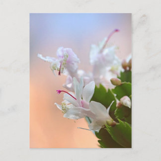 Cartes Pour Fêtes Annuelles Christmas Cactus