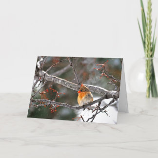 Cartes Pour Fêtes Annuelles Christmas Card - Cardinal with Snowflakes