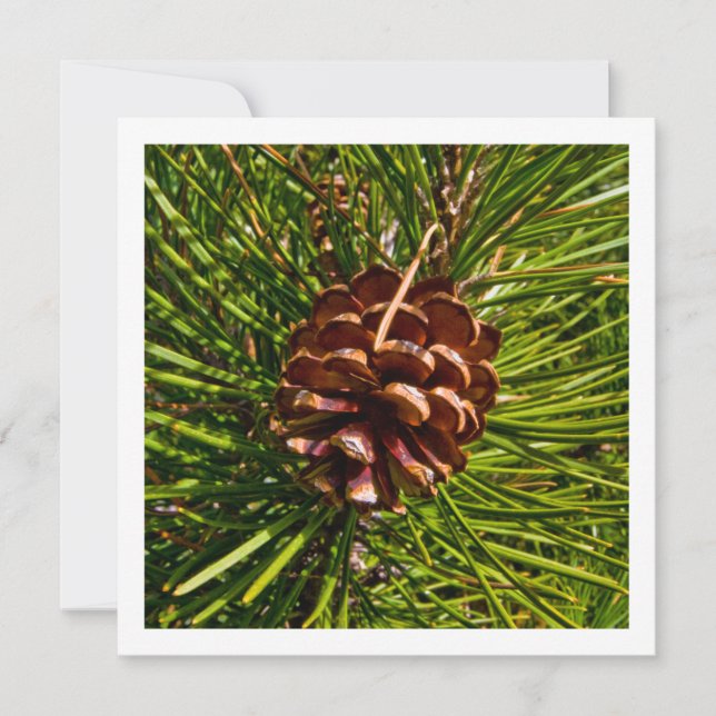 Cartes Pour Fêtes Annuelles Christmas Card Square Panel Pine Cone Photo (Devant)
