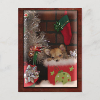 Cartes Pour Fêtes Annuelles Christmas Cute Chihuahua Puppy In Box