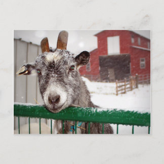 Cartes Pour Fêtes Annuelles Christmas Goat