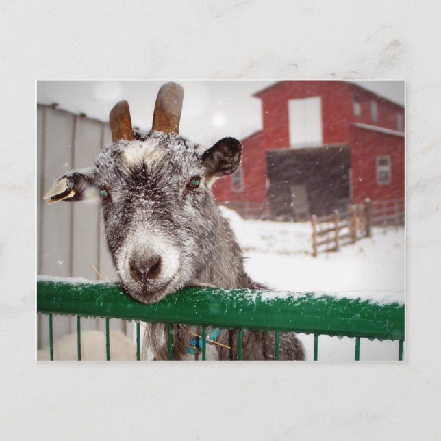 Cartes Pour Fêtes Annuelles Christmas Goat (Devant)