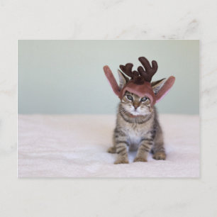 Cartes Pour Fêtes Annuelles Christmas Kitten