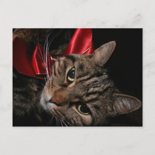 Cartes Pour Fêtes Annuelles Christmas Kitty