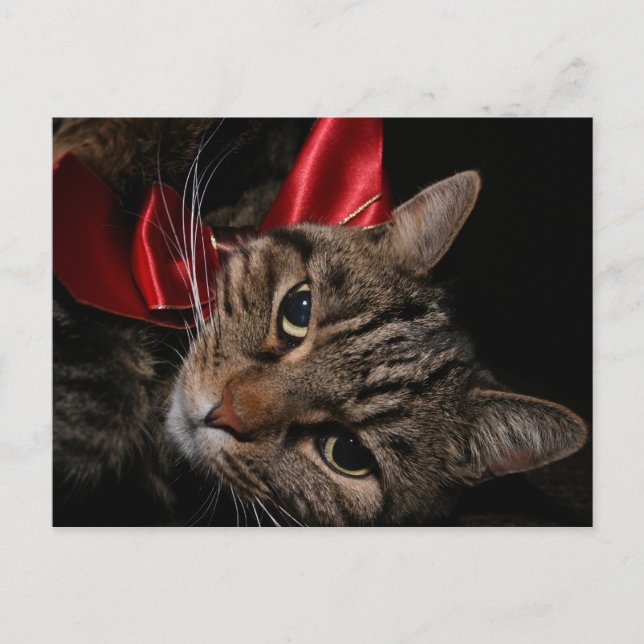 Cartes Pour Fêtes Annuelles Christmas Kitty (Devant)