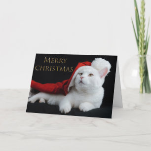 Cartes Pour Fêtes Annuelles Christmas Kitty