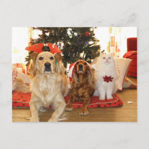 Cartes Pour Fêtes Annuelles Christmas Pets Holiday