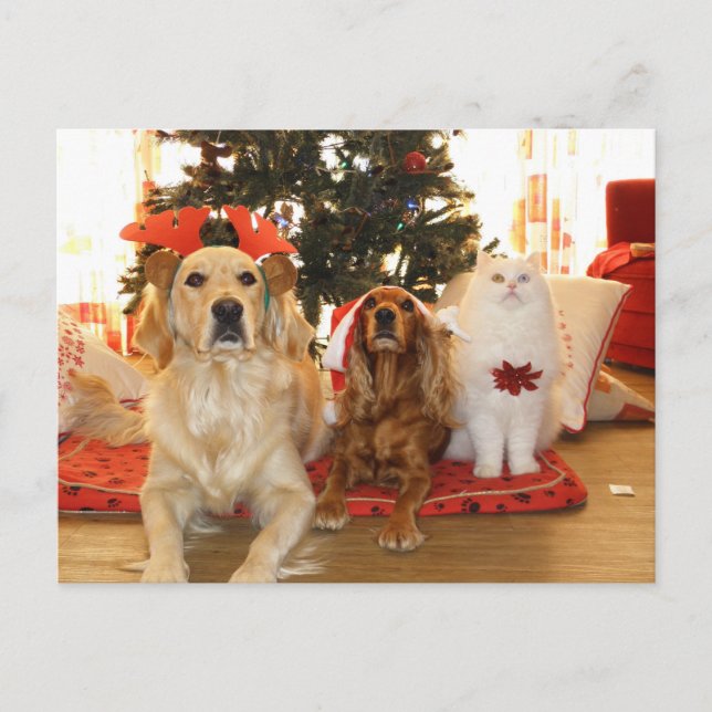 Cartes Pour Fêtes Annuelles Christmas Pets Holiday (Devant)