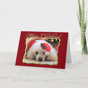 Cartes Pour Fêtes Annuelles Christmas poodle greeting card