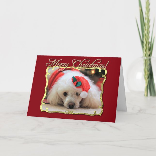Cartes Pour Fêtes Annuelles Christmas poodle greeting card (Devant)
