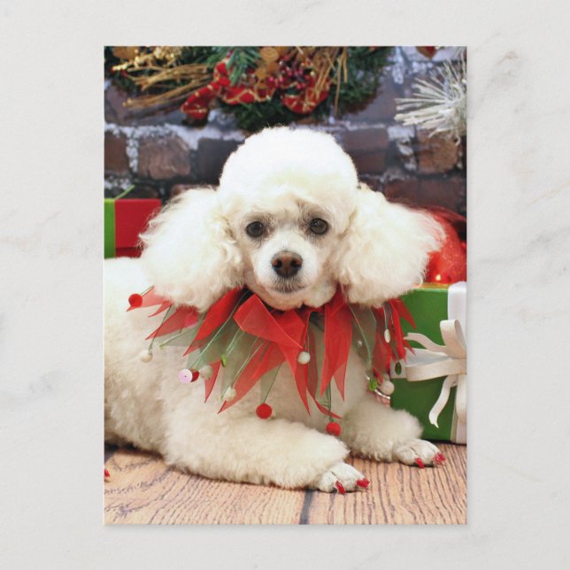 Cartes Pour Fêtes Annuelles Christmas - Poodle - Sophie (Devant)