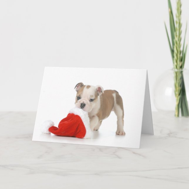 Cartes Pour Fêtes Annuelles Christmas Puppy - English Bulldog Puppy (Devant)