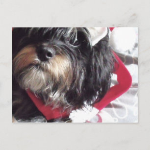Cartes Pour Fêtes Annuelles Christmas Shih Poo