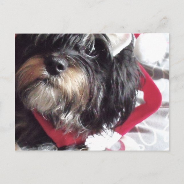 Cartes Pour Fêtes Annuelles Christmas Shih Poo (Devant)