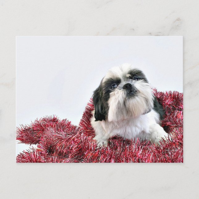 Cartes Pour Fêtes Annuelles Christmas Shih Tzu (Devant)
