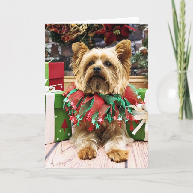 Cartes Pour Fêtes Annuelles Christmas - Yorkie - Max (Devant)