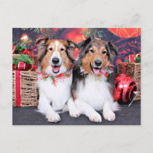 Cartes Pour Fêtes Annuelles Christmas - Zena & Packer - Shelties
