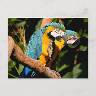Cartes Pour Fêtes Annuelles Closeup de gelbbrustara macaws sur branche